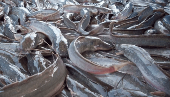 Port Regulation Key To ­Uunlocking Nigeria’s Fisheries, Blue Economy – Akutah